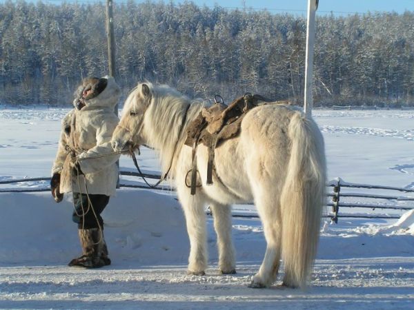 Полюс холода